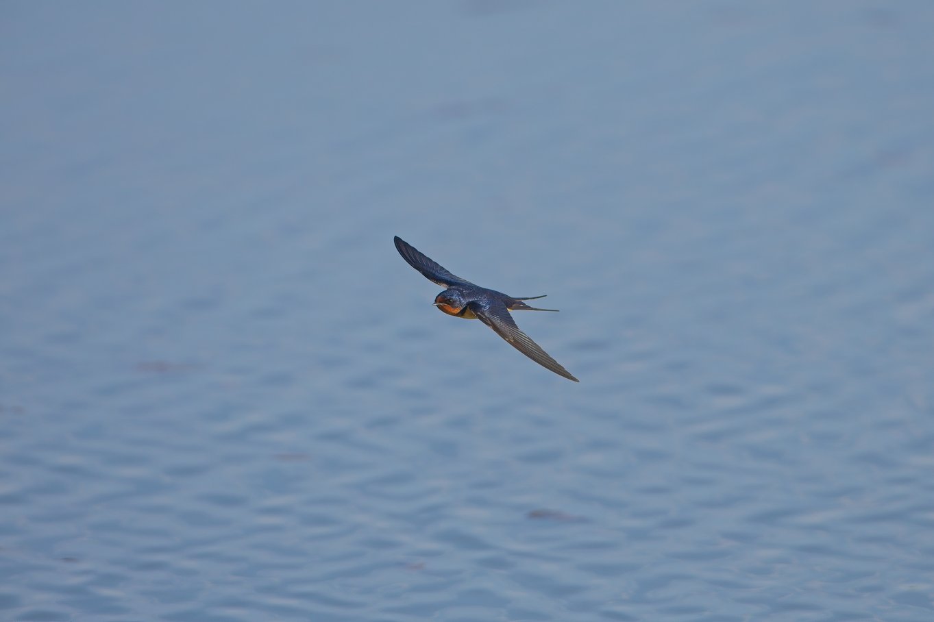A barn swallow bird in mid-flight with its wings spread wide and forked tail extended, displaying a glossy dark blue-black head, rusty-orange throat and underbelly, and brownish wings, set against a soft blue water background.